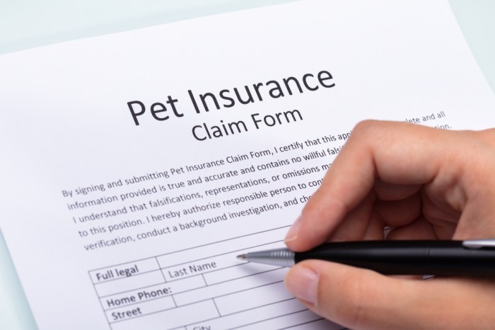 Pet Insurance
